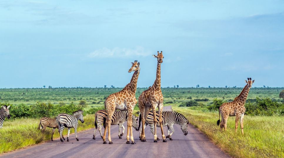 تفریحات زمستانی آفریقای جنوبی